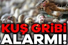 Emirdağ’da Kuş Gribi Alarmı